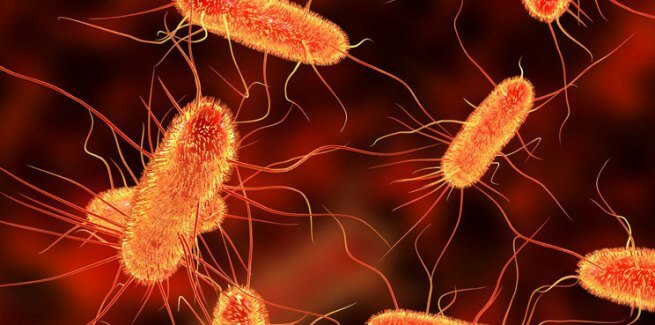 Vi khuẩn E.coli dẫn đến các bệnh ký sinh trùng nguy hiểm trong đường ruột